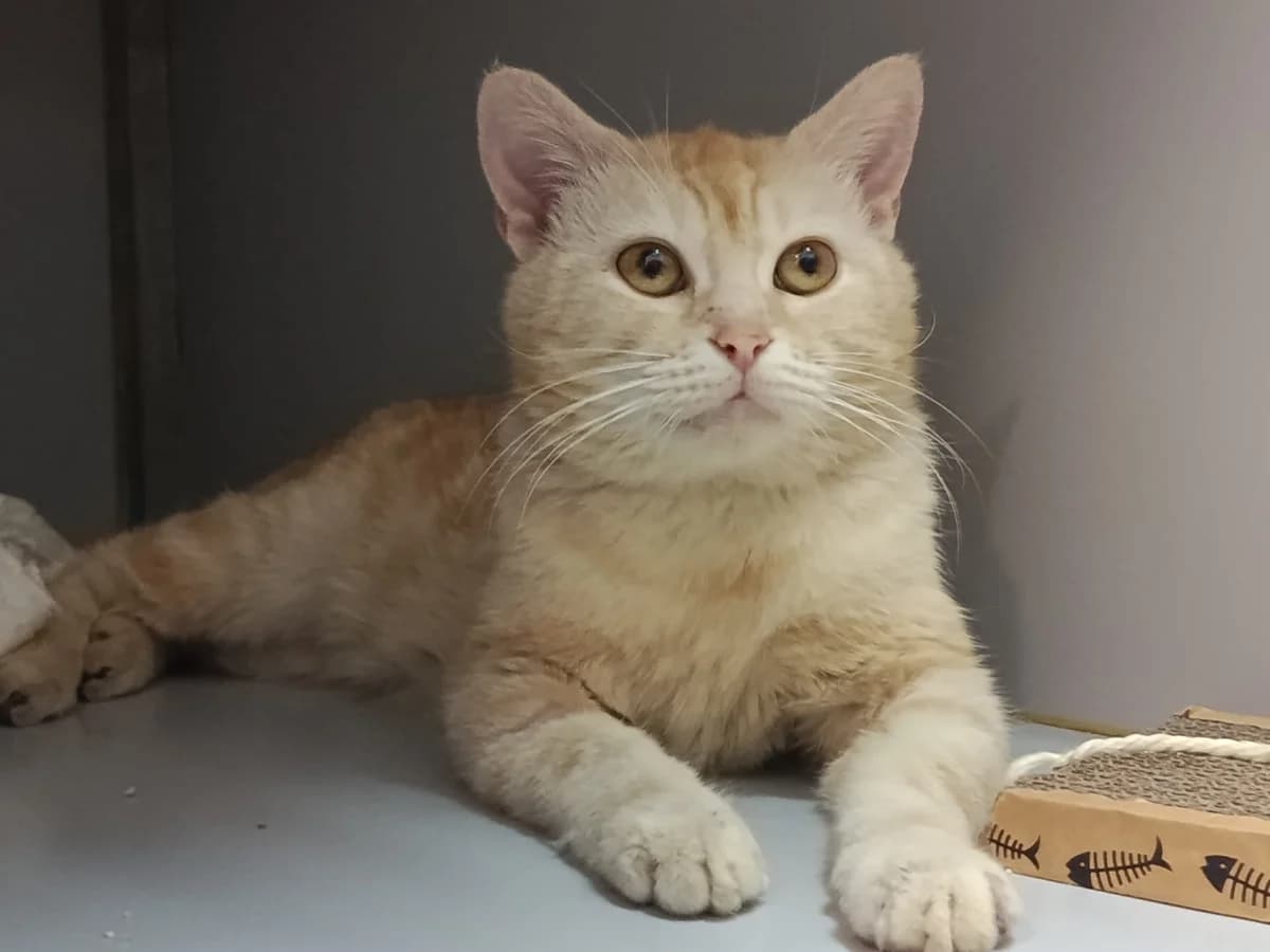 ALFONSO, 3yo Mixed Breed for adoption at Huellas Puertollano
