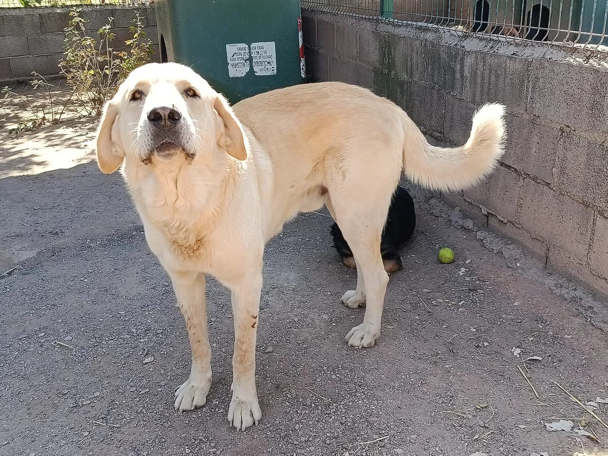 THOR, male Mixed Breed for adoption at Huellas Puertollano
