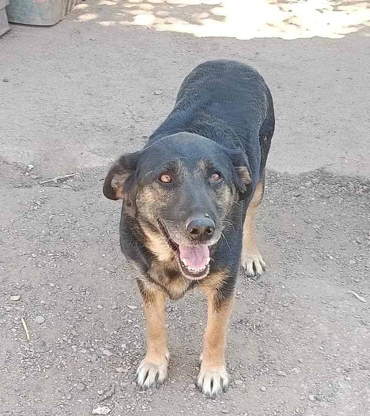 NIรA, female Mixed Breed for adoption at Huellas Puertollano