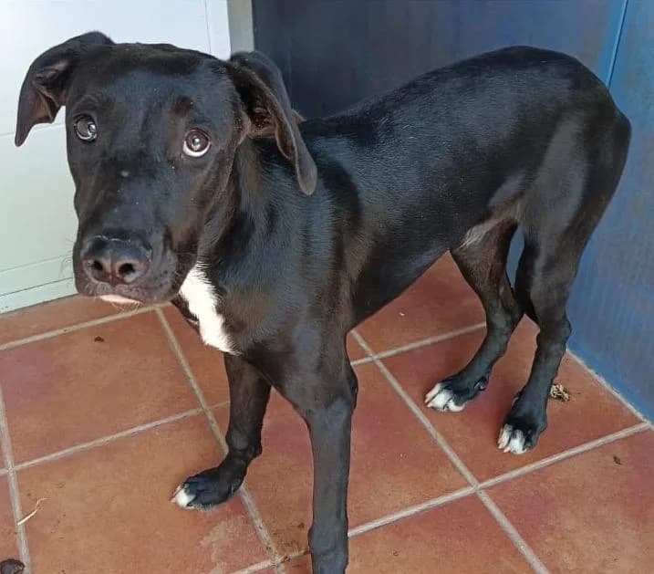 GRAFITO, male puppy Mixed Breed for adoption at Huellas Puertollano