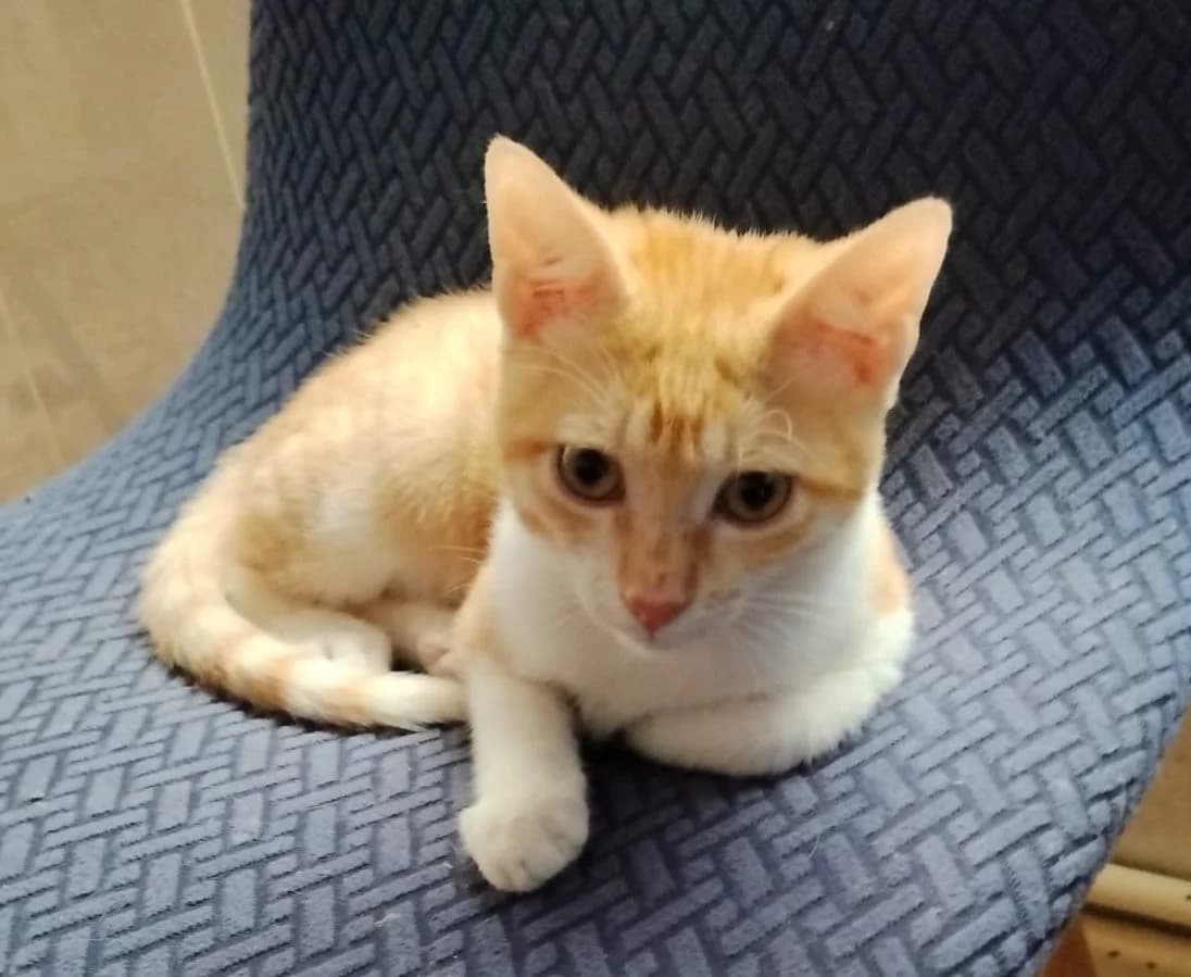 CARAMELO, puppy Mixed Breed for adoption at Huellas Puertollano