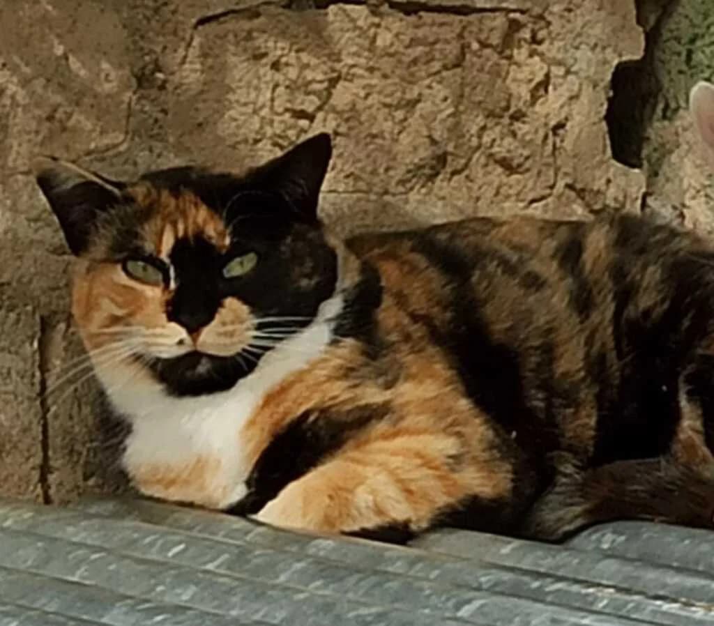 Elsa, female 6yo European Shorthair for adoption at El Arca de Noé Albacete