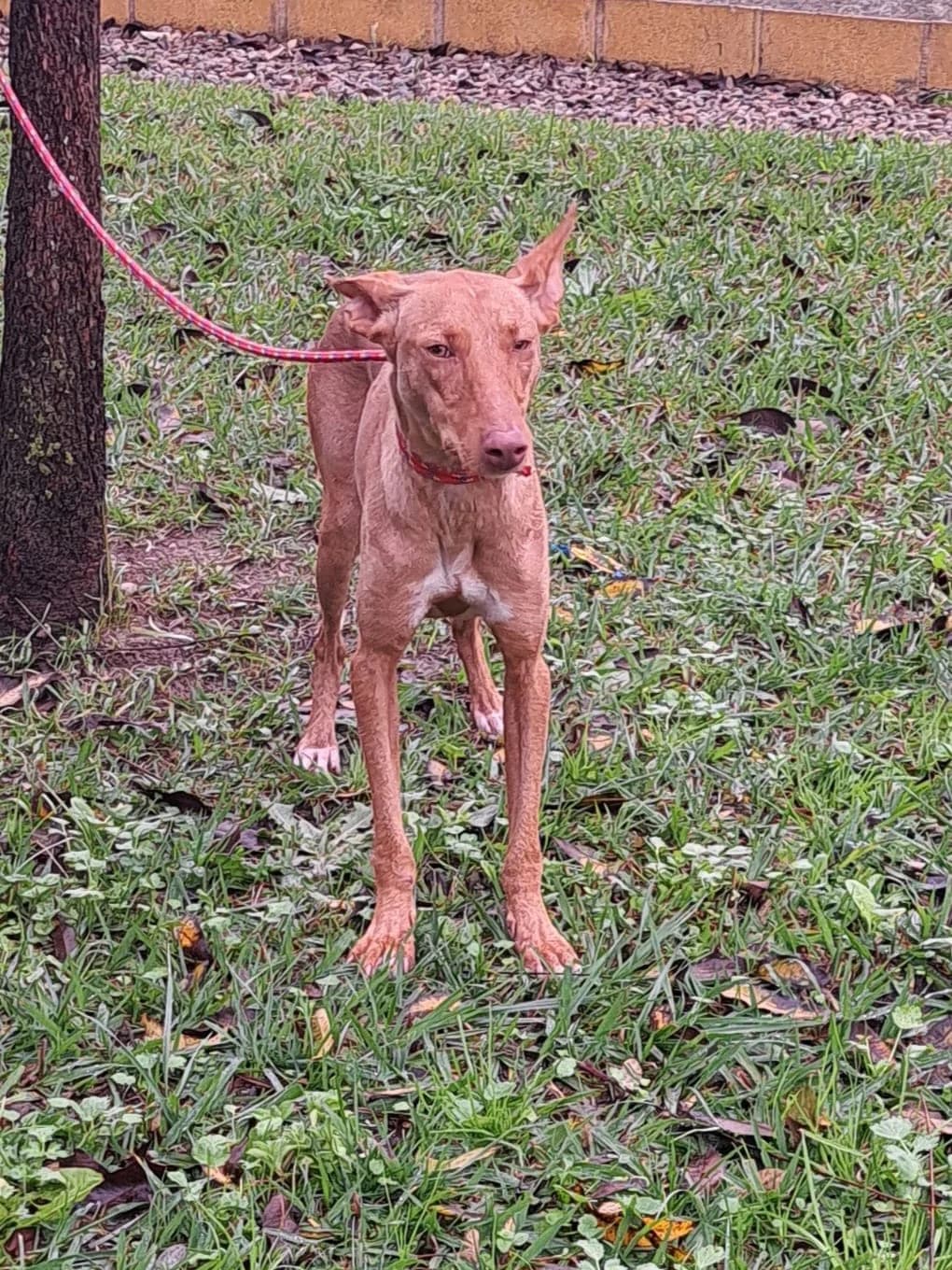 Dog ref-118, female young mixed breed for adoption at Jerez Adopta — Bienestar Animal Jerez de la Frontera