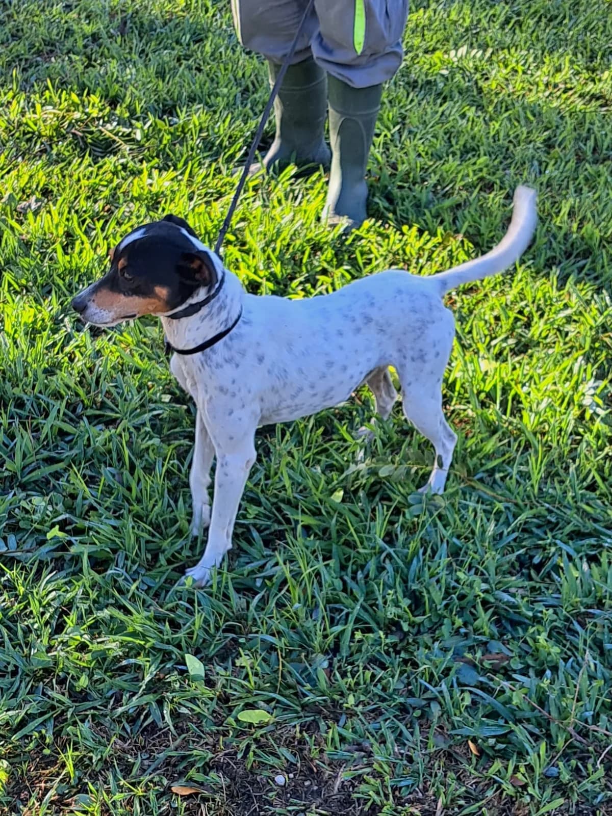 Dog ref-149, male 3yo mixed breed for adoption at Jerez Adopta — Bienestar Animal Jerez de la Frontera
