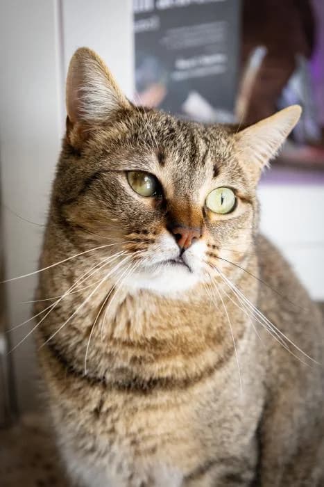 VAREKAI, male 3yo European Shorthair for adoption at Keywords