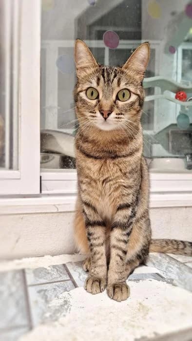 CONCHITA, female young European Shorthair for adoption at Keywords