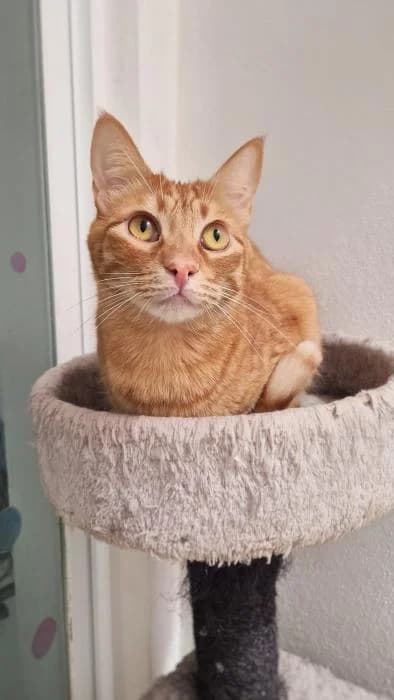 PEPE, male young European Shorthair for adoption at Keywords