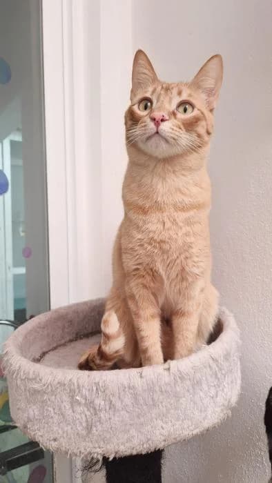 FERMÍN, male young European Shorthair for adoption at Keywords