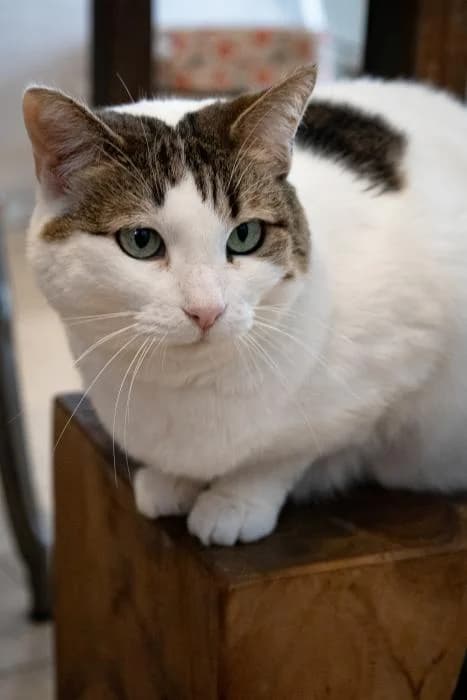 VELEÑA, female 5yo European Shorthair for adoption at Keywords