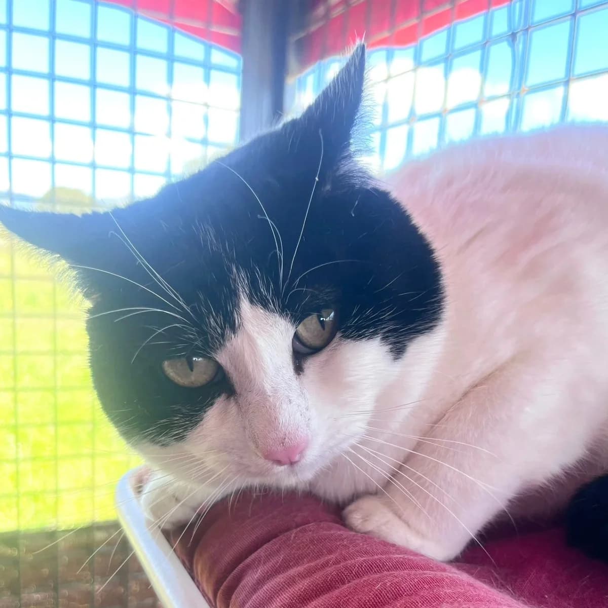 Chanclas, male Mixed Breed for adoption at La Huella de Wonder