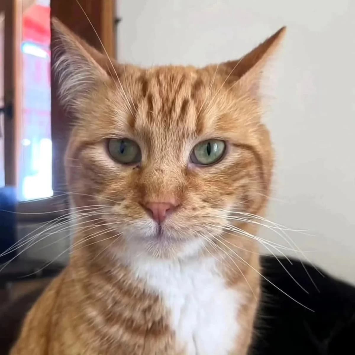 Felix, male Mixed Breed for adoption at La Huella de Wonder