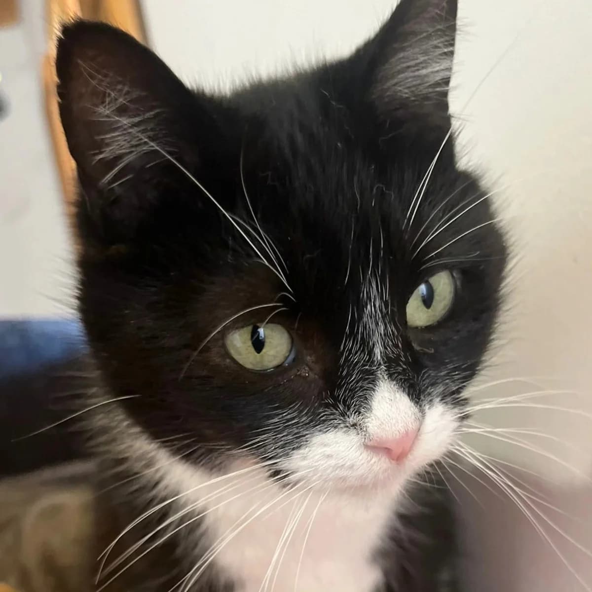 Fígaro, male Mixed Breed for adoption at La Huella de Wonder