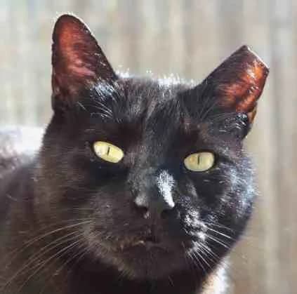 Gordon, male Mixed Breed for adoption at La Huella de Wonder