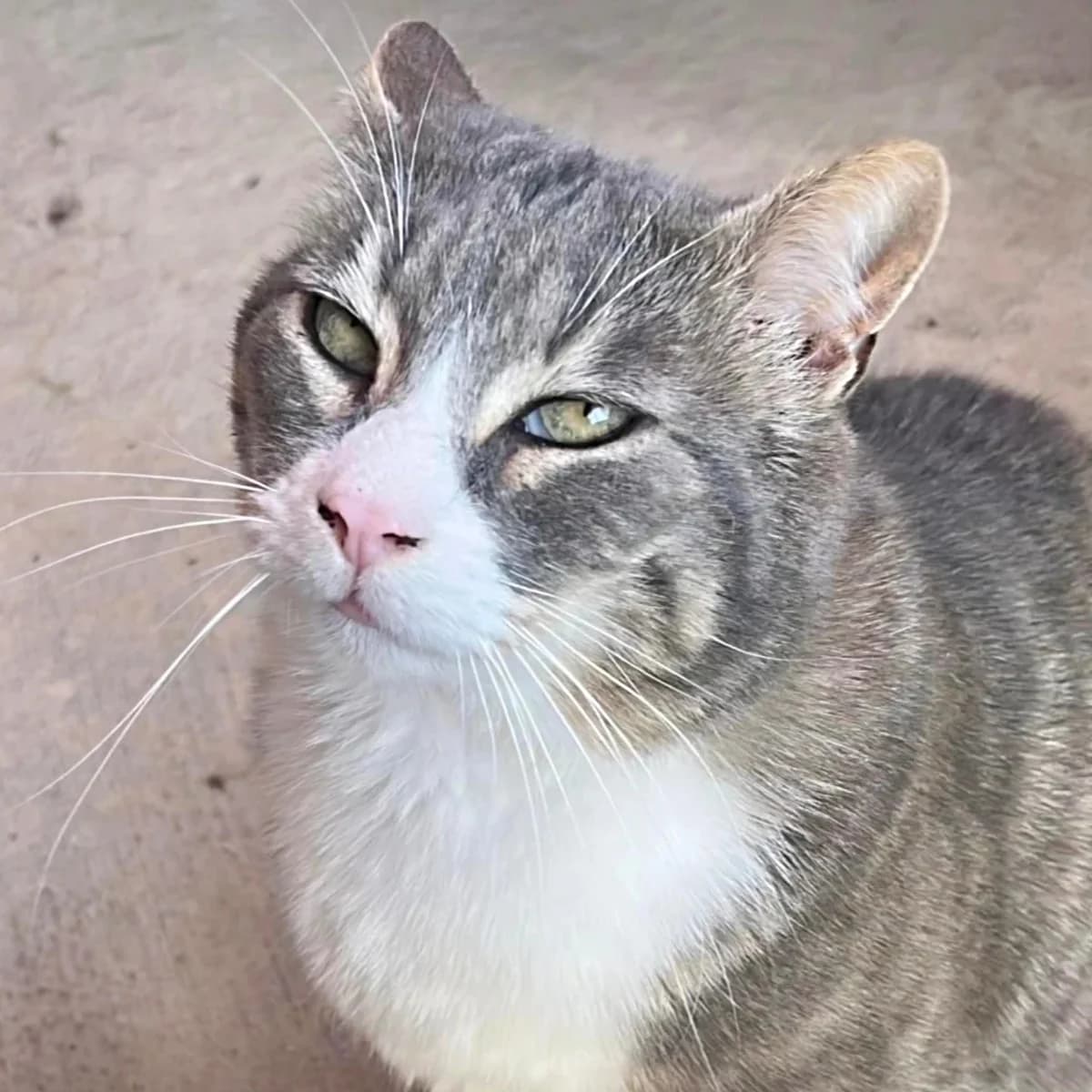 Greyfield, Mixed Breed for adoption at La Huella de Wonder