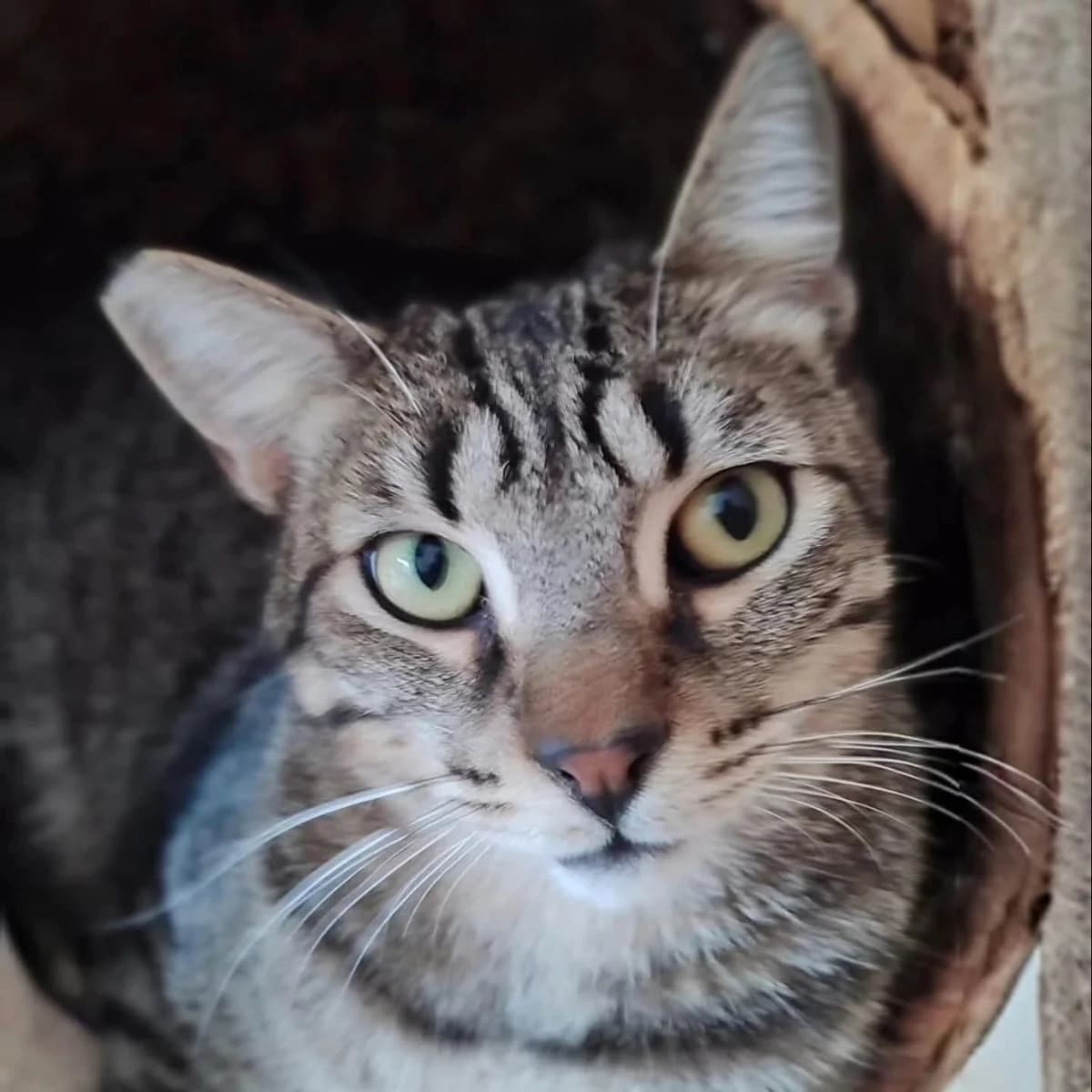 Lorenzo, male Mixed Breed for adoption at La Huella de Wonder