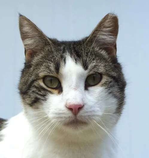 Lucas, male Mixed Breed for adoption at La Huella de Wonder