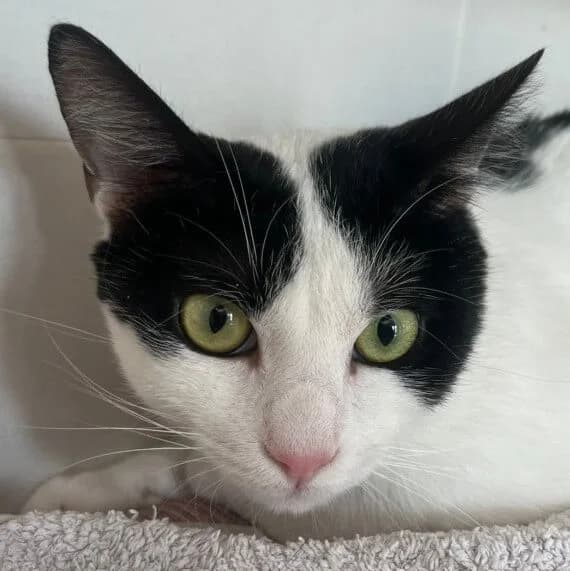 Nevado, male Mixed Breed for adoption at La Huella de Wonder