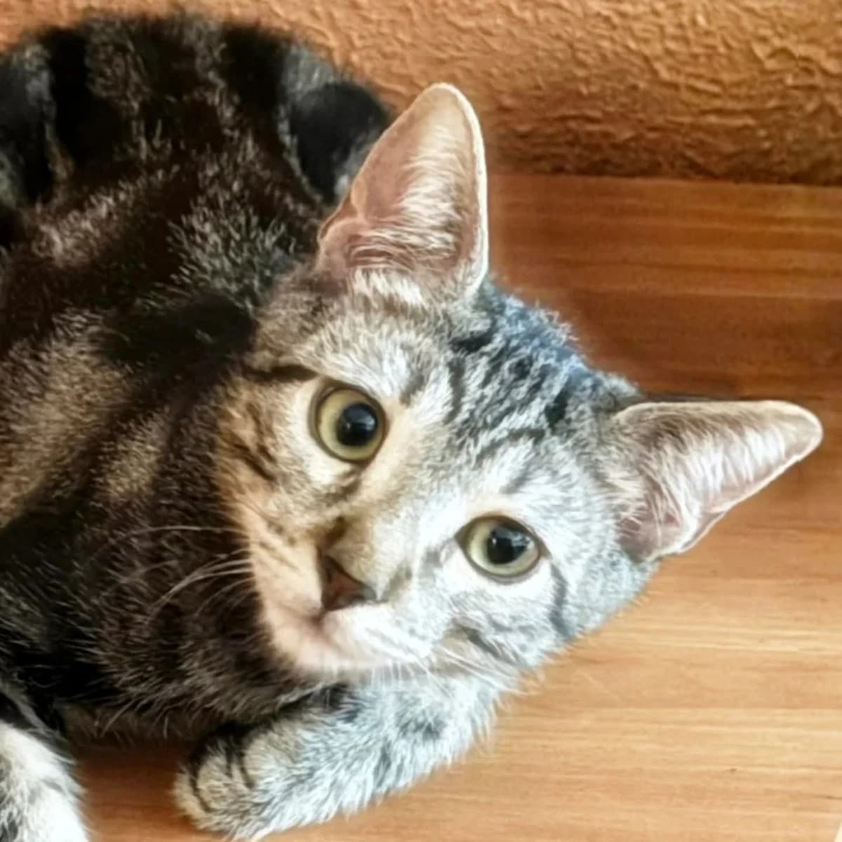 Fari, male Mixed Breed for adoption at La Huella de Wonder