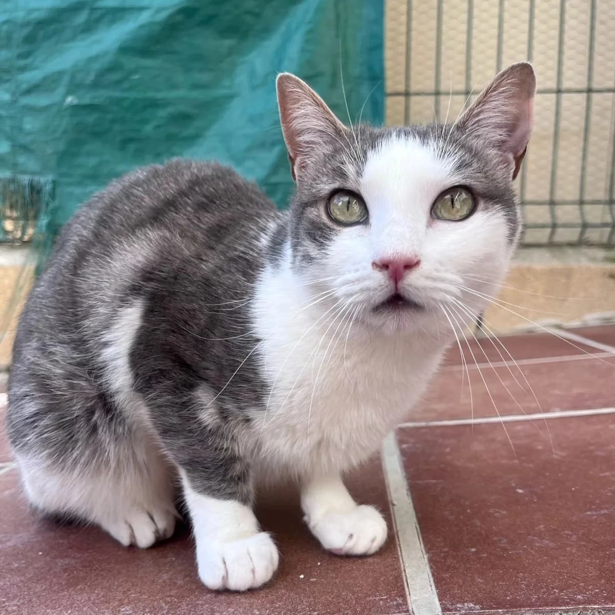 Rosalinda, female Mixed Breed for adoption at La Huella de Wonder