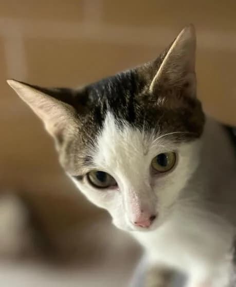 Tom, male Mixed Breed for adoption at La Huella de Wonder