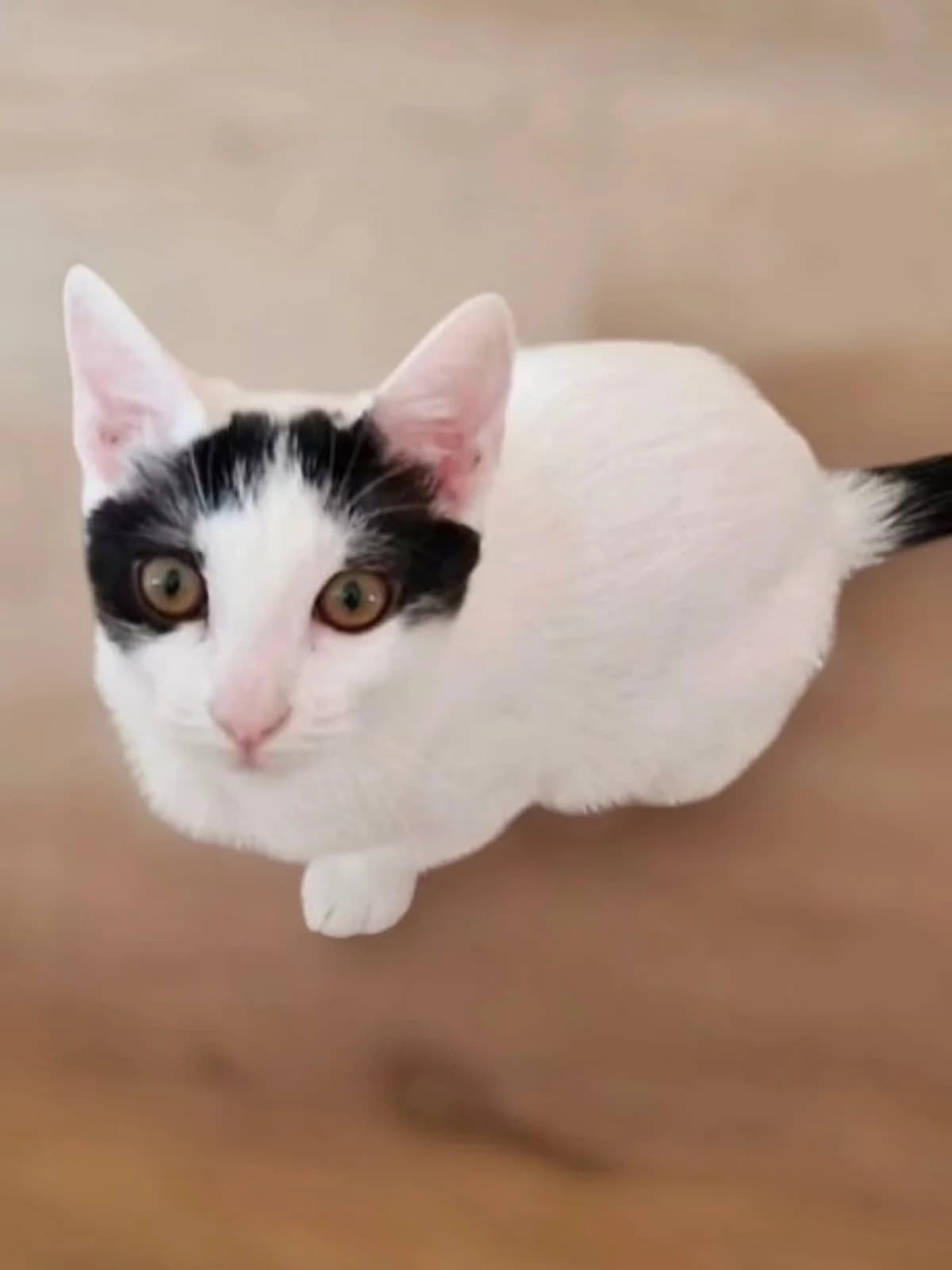 YAN y ONUR, male Mixed Breed for adoption at La Huella de Wonder