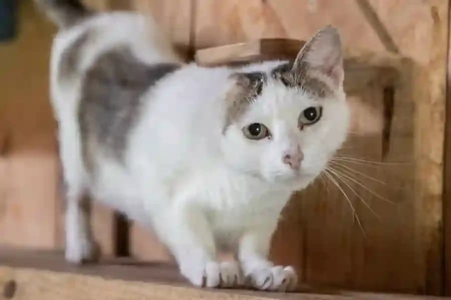 Aloia, female young Mixed Breed for adoption at La Isla de Tali