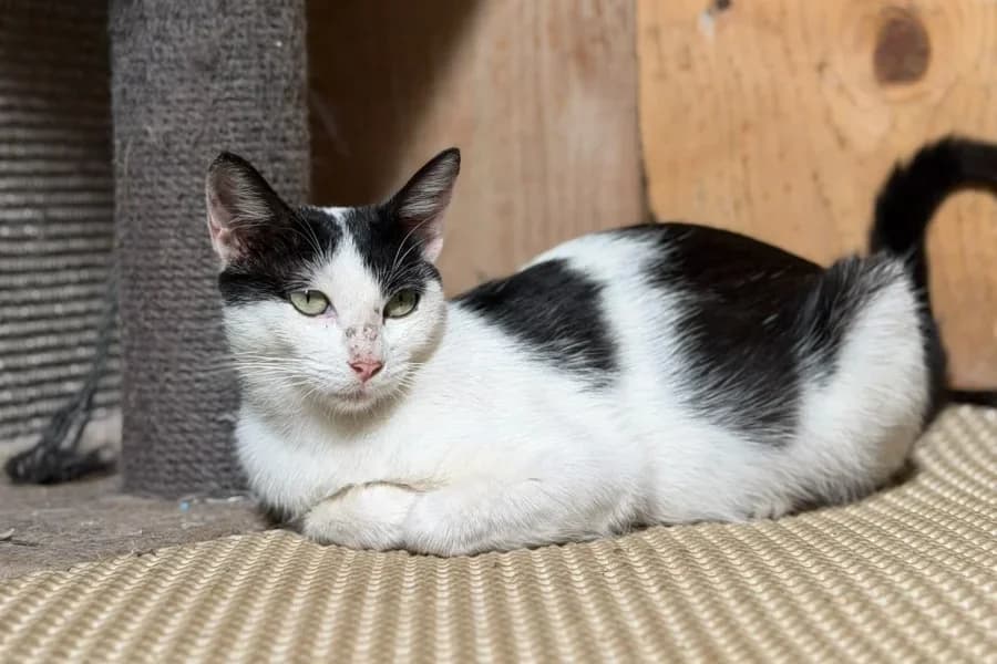 Ambar, female young Mixed Breed for adoption at La Isla de Tali