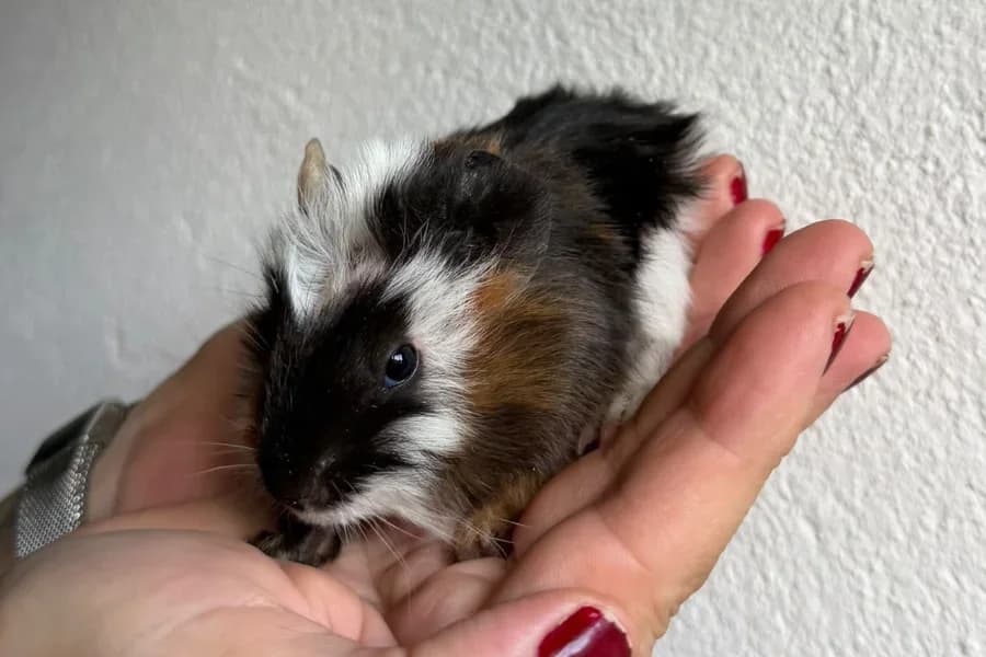 Avellana, male Mixed Breed for adoption at La Isla de Tali