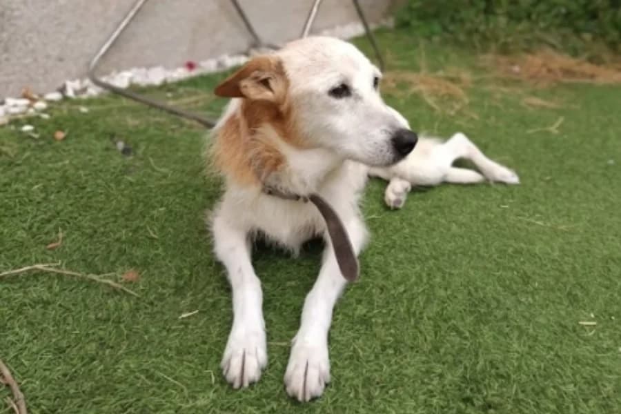 Dakota, female senior Mixed Breed for adoption at La Isla de Tali