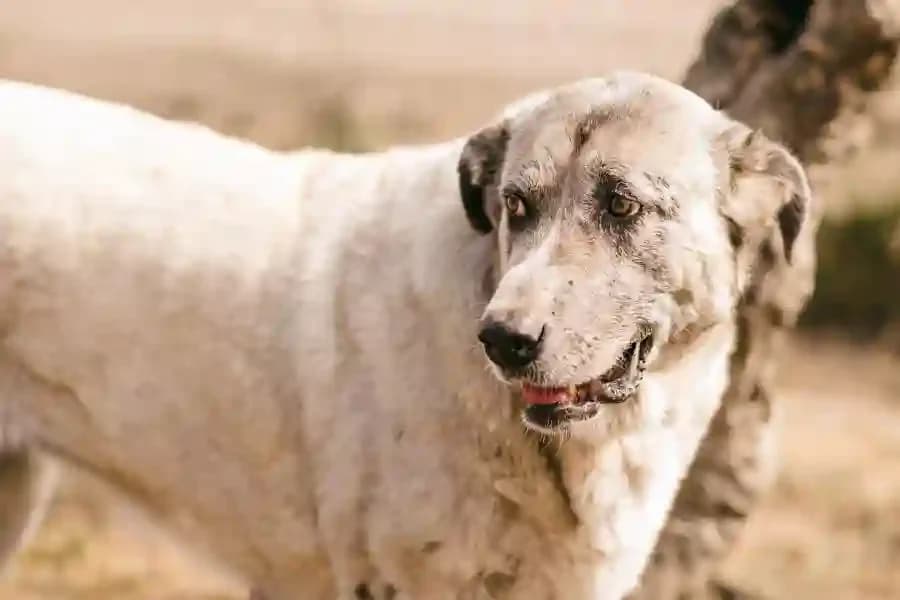 Galleta, female 4yo Mixed Breed for adoption at La Isla de Tali