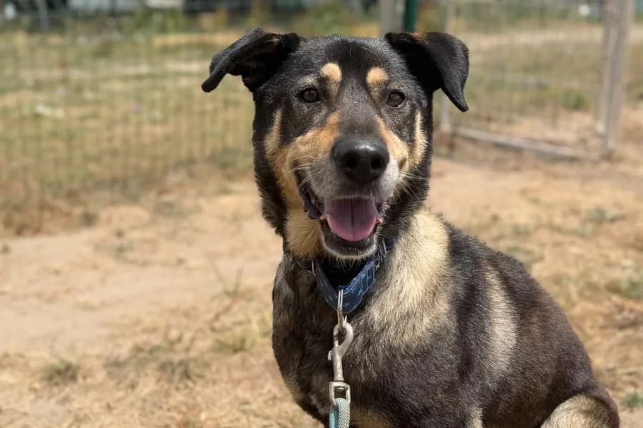 Jackie, male senior Mixed Breed for adoption at La Isla de Tali
