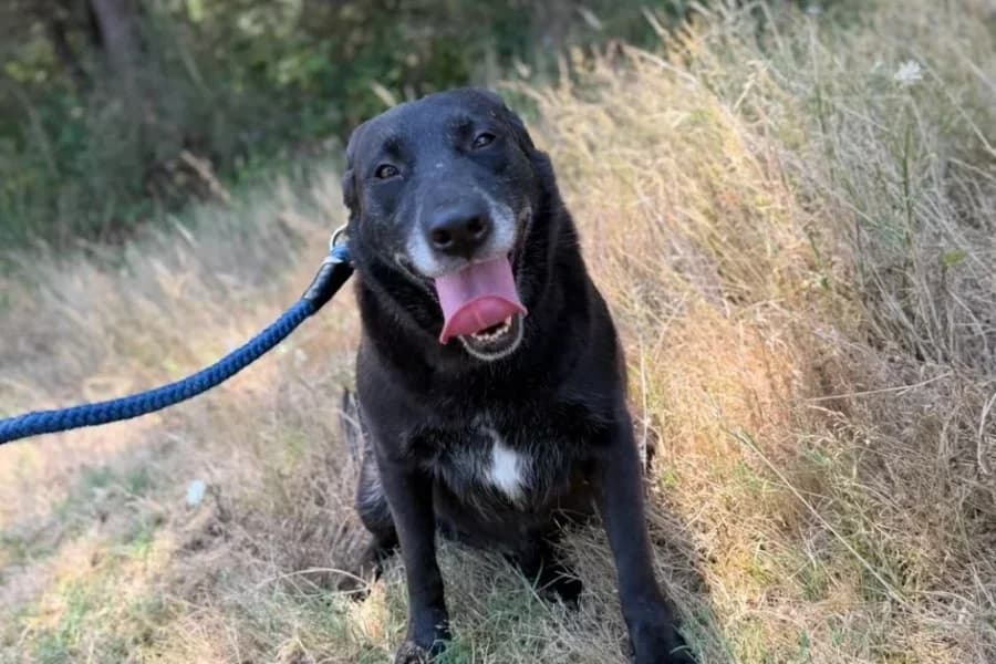 Lola, female 6yo Mixed Breed for adoption at La Isla de Tali