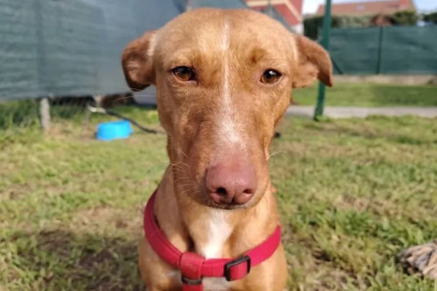 Paco, male 5yo Mixed Breed for adoption at La Isla de Tali