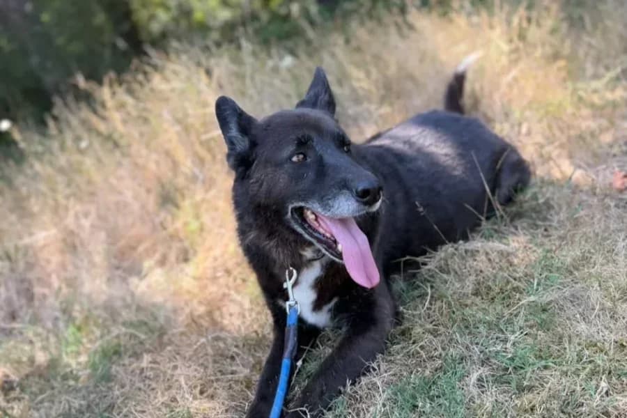 Paco, male senior Mixed Breed for adoption at La Isla de Tali