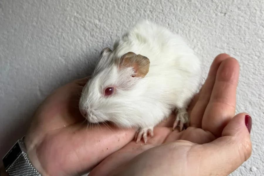 Vainilla, female Mixed Breed for adoption at La Isla de Tali