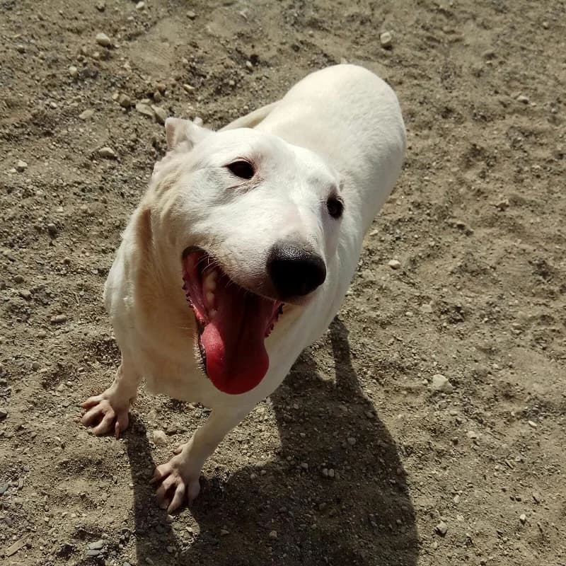 Sasha, female 7yo Bull Terrier for adoption at La Sonrisa Peluda, Cartama (Malaga)