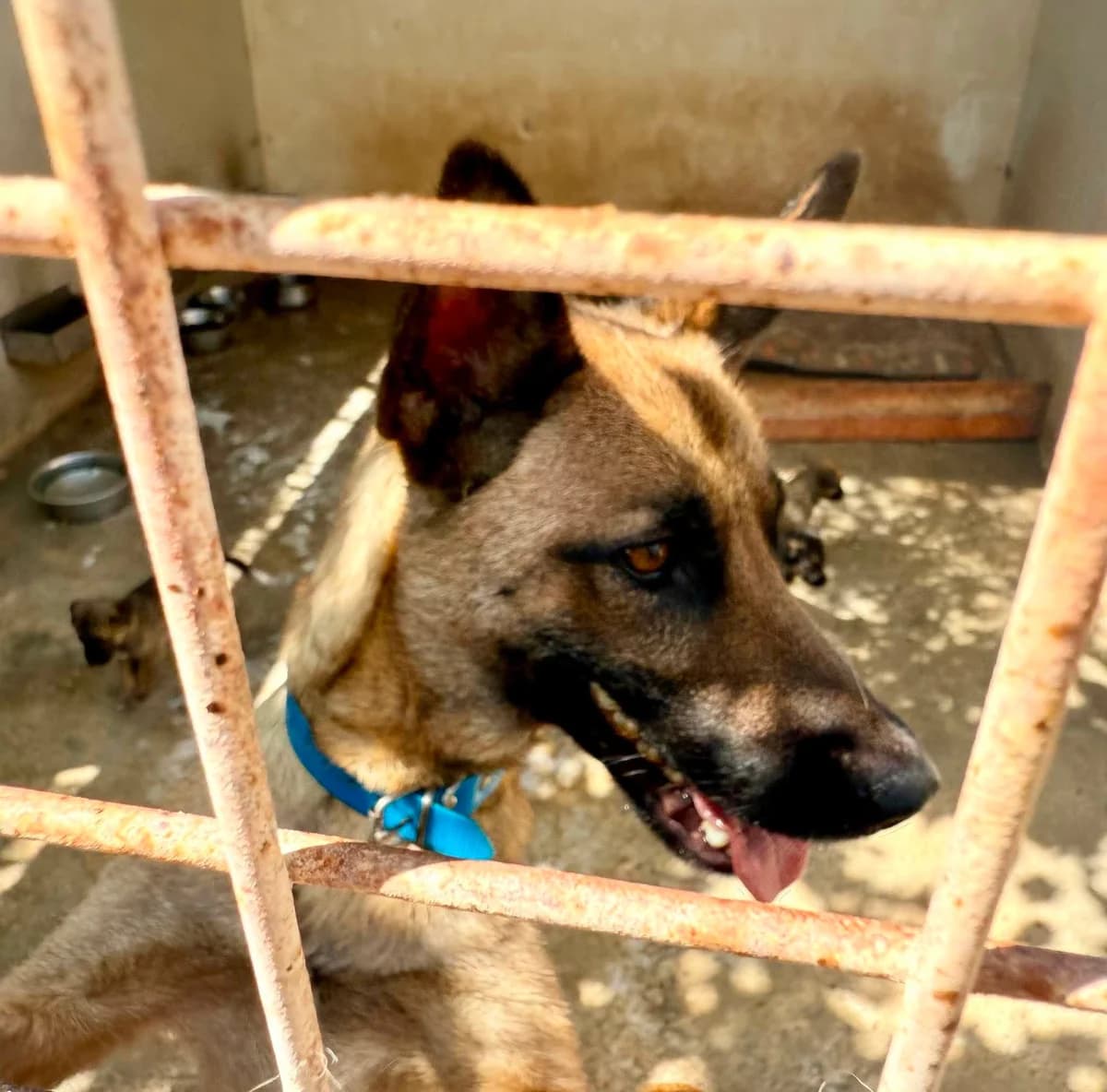 AMBER, female Mixed Breed for adoption at Murcia), Lips Rescue