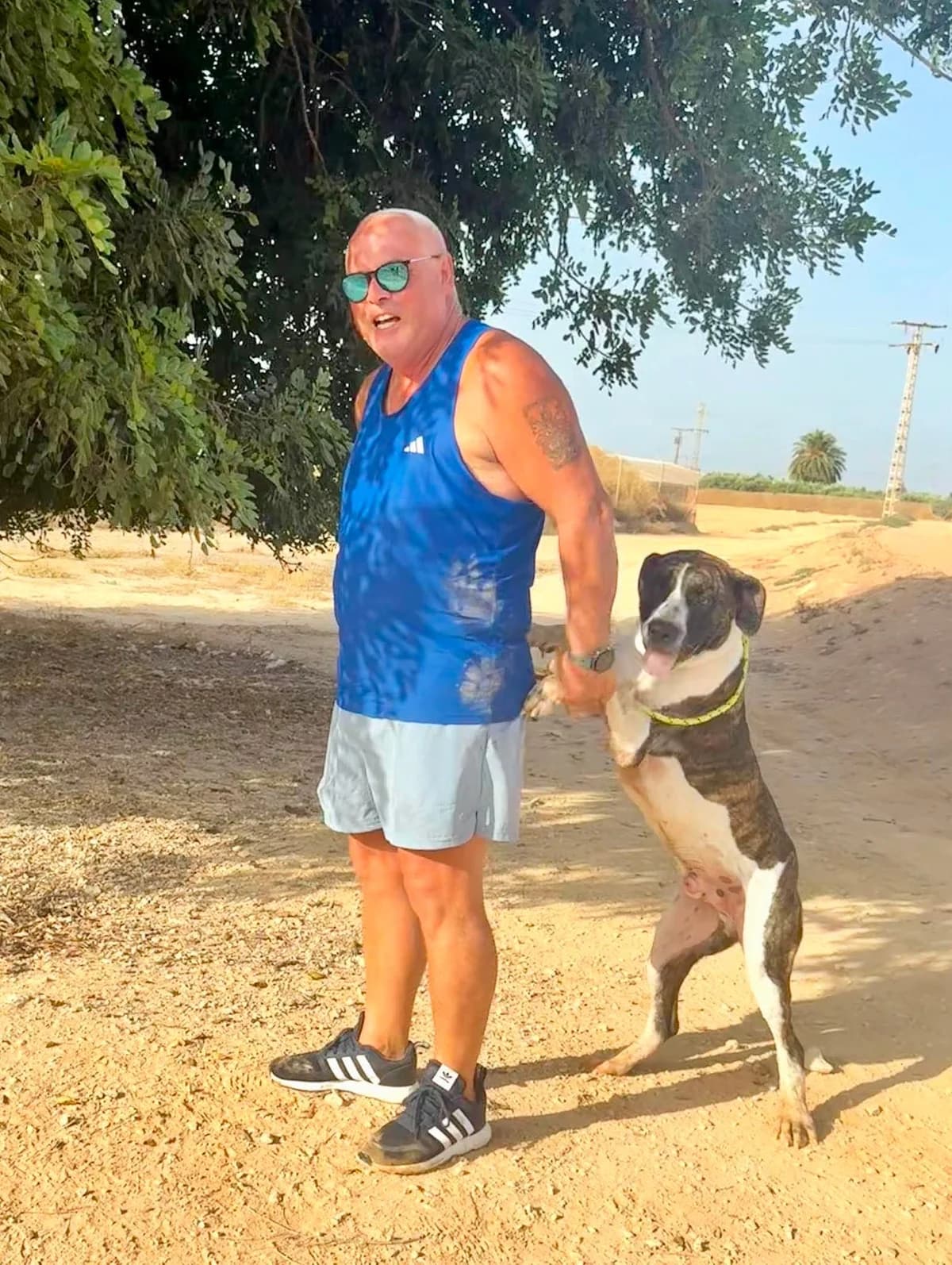 BOSTON, male Mixed Breed for adoption at Murcia), Lips Rescue