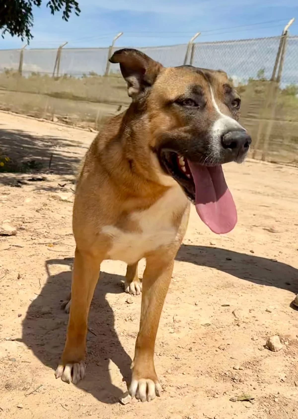 BUNNY, male Mixed Breed for adoption at Murcia), Lips Rescue