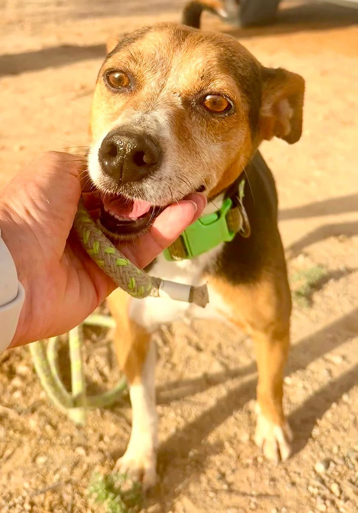 CALCETINES, male Mixed Breed for adoption at Murcia), Lips Rescue
