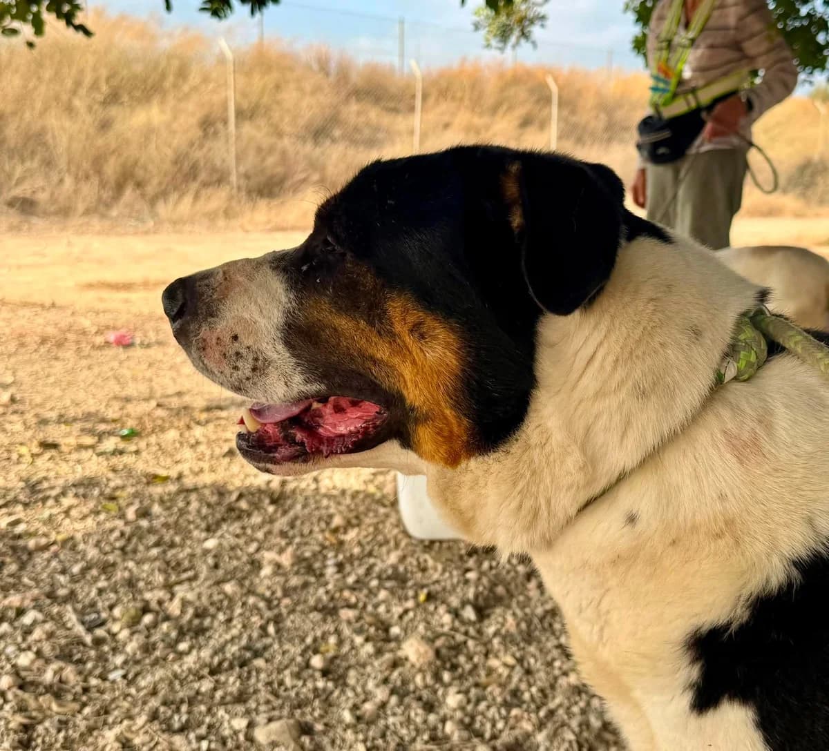 CASPIAN, male Mixed Breed for adoption at Murcia), Lips Rescue