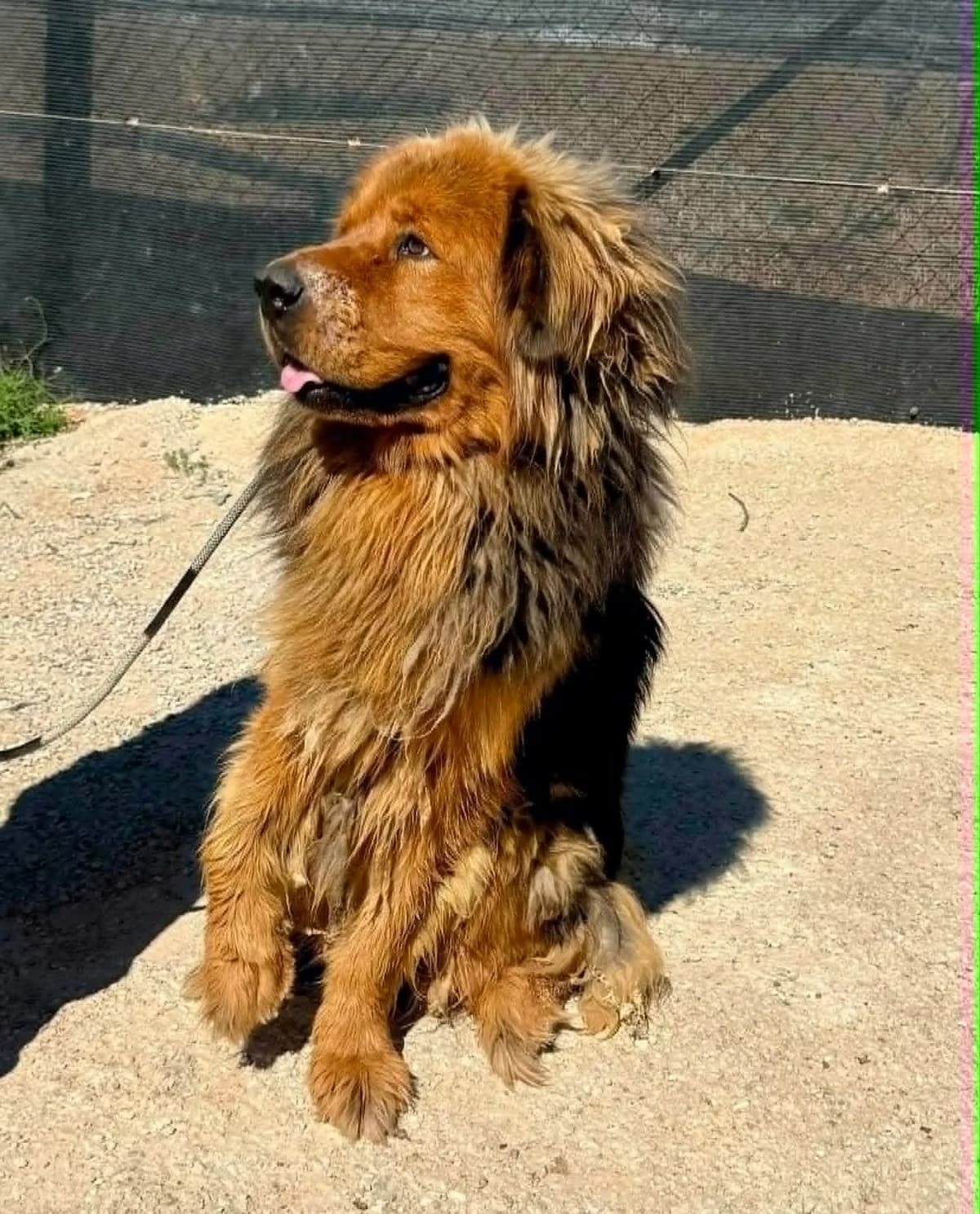 CONAN, male Mixed Breed for adoption at Murcia), Lips Rescue