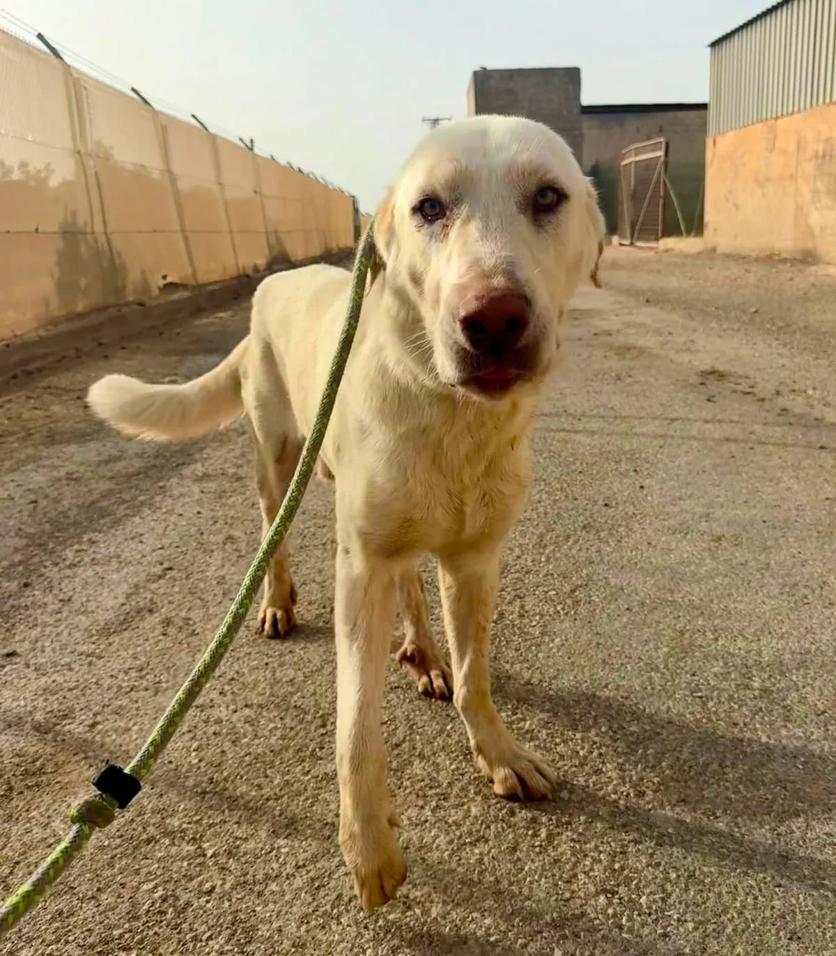 GEO, male Mixed Breed for adoption at Murcia), Lips Rescue
