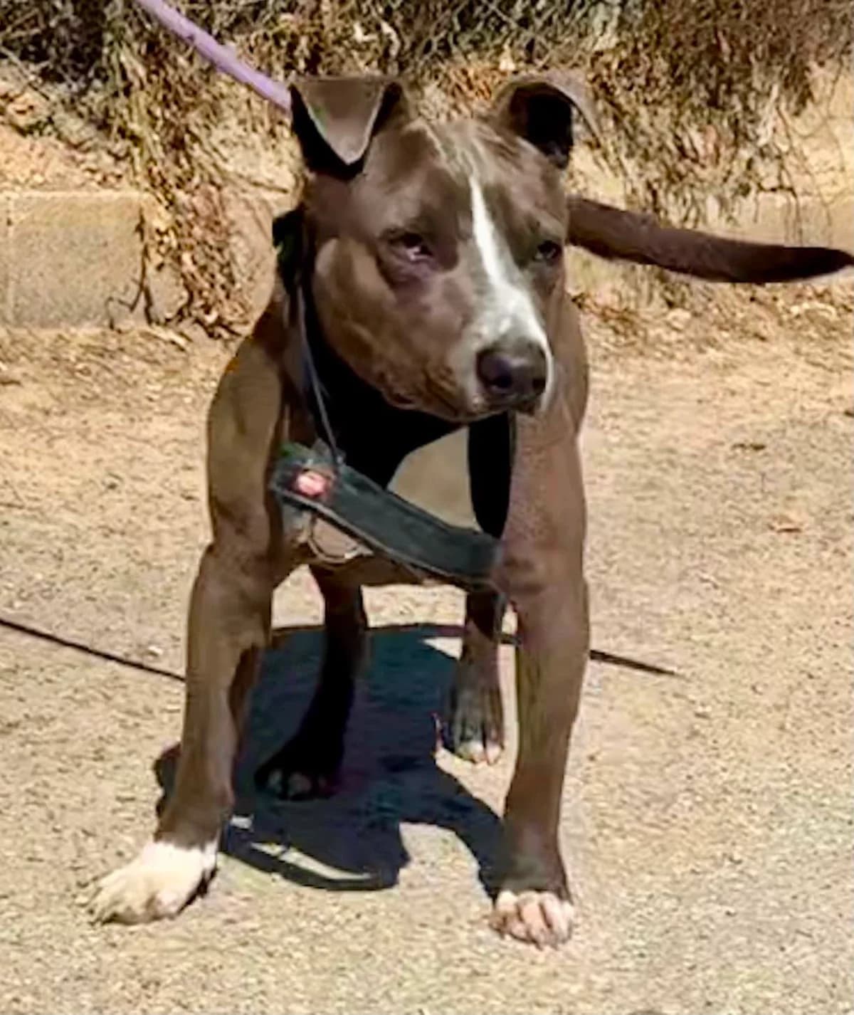 GRANT (PPP), male Mixed Breed for adoption at Murcia), Lips Rescue