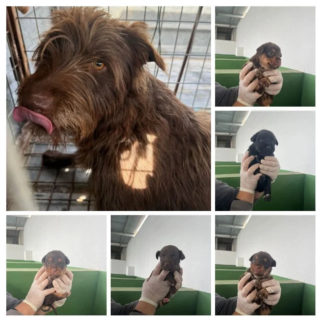 JUNE, female Mixed Breed for adoption at Murcia), Lips Rescue