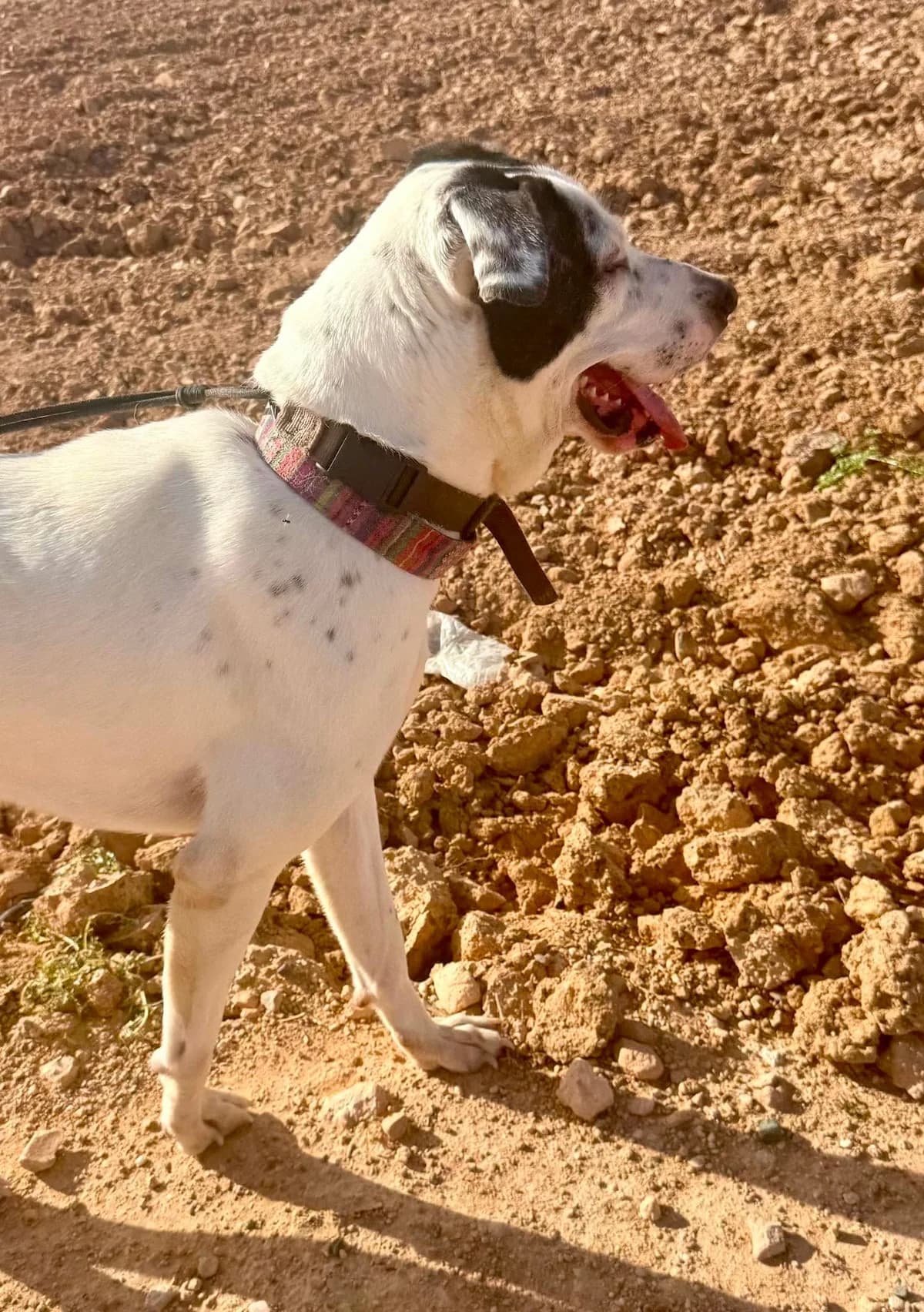 RAMONA, female Mixed Breed for adoption at Murcia), Lips Rescue