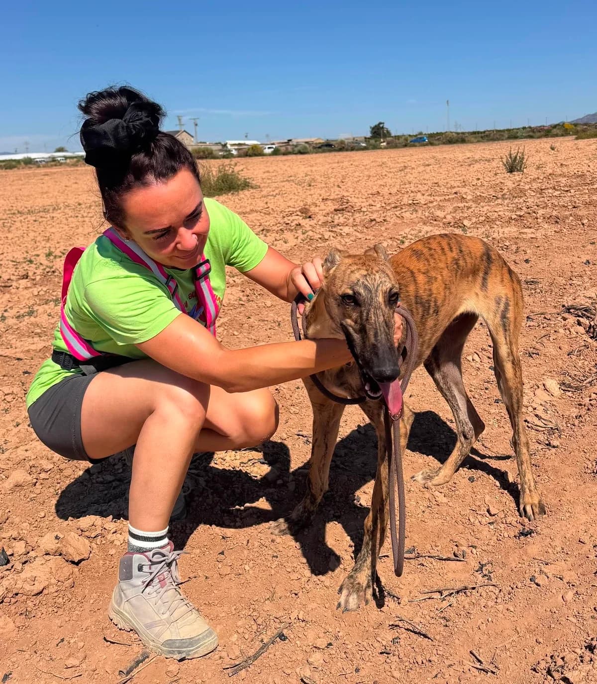 RUBIO, male Mixed Breed for adoption at Murcia), Lips Rescue
