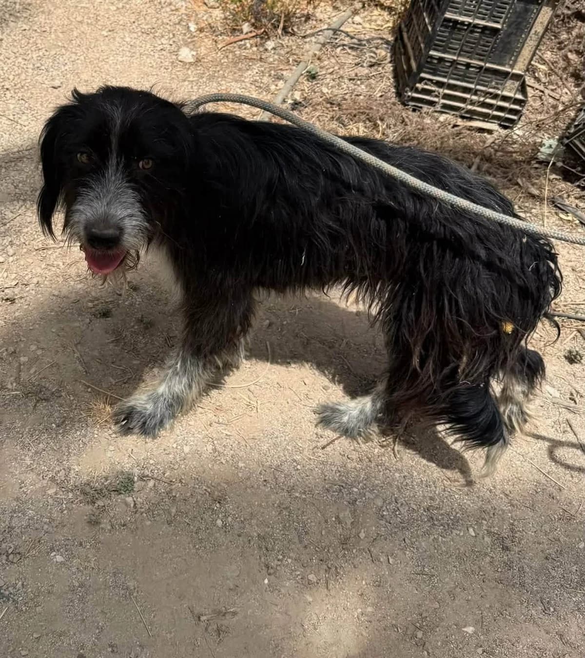 SAHARA, female Mixed Breed for adoption at Murcia), Lips Rescue