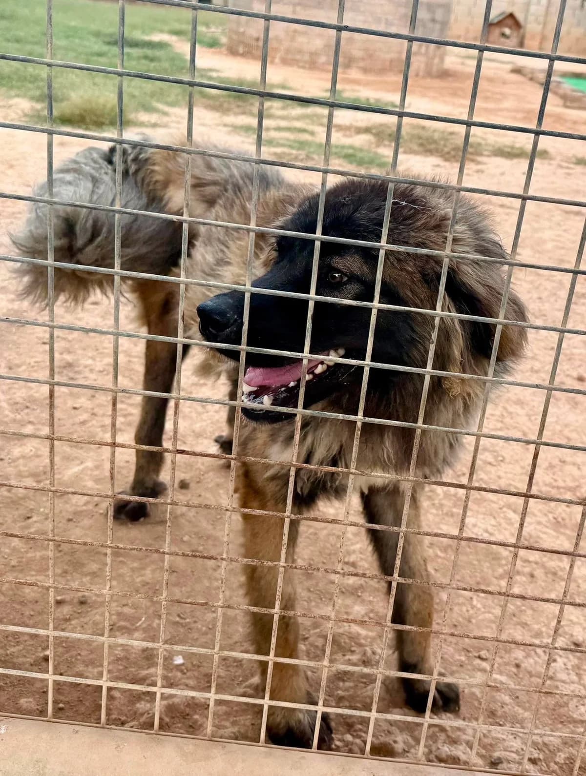 SIMBA, male Mixed Breed for adoption at Murcia), Lips Rescue