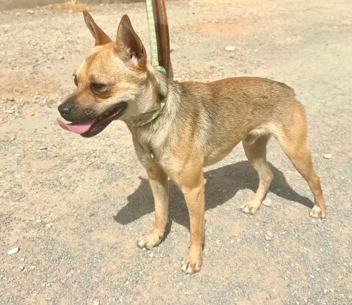 SPENCER, male Mixed Breed for adoption at Murcia), Lips Rescue